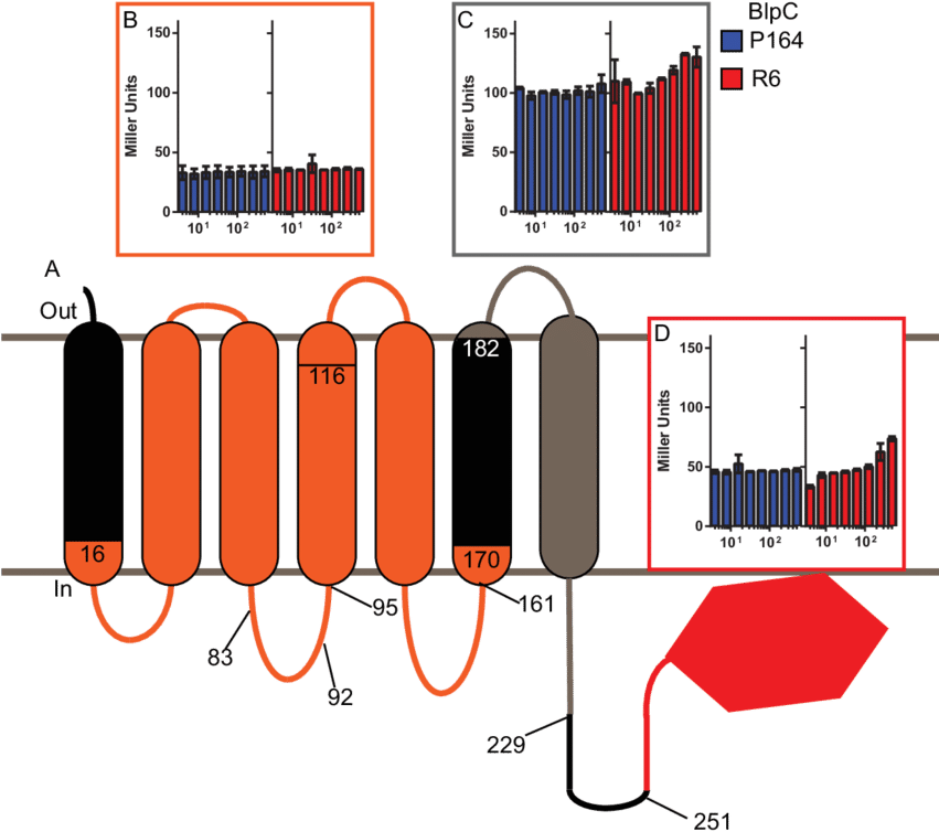 Phenotypes Of Blph R6 And Blph P164 Chimeric Strains Clipart (850x760), Png Download