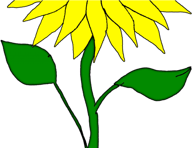 Drawn Sunflower San Flower Clipart (640x480), Png Download