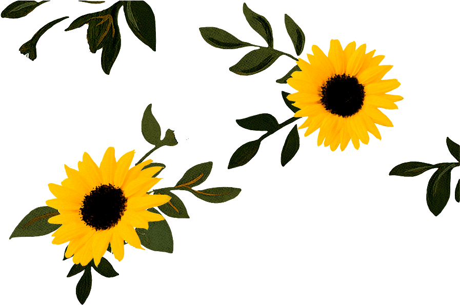 Download Sunflower Lounge Cafe Mosman Clipart (2980684) PinClipart