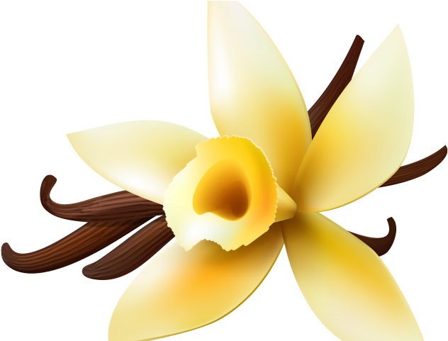 Vanilla Clipart Vanilla Orchid - Png Download (640x480), Png Download