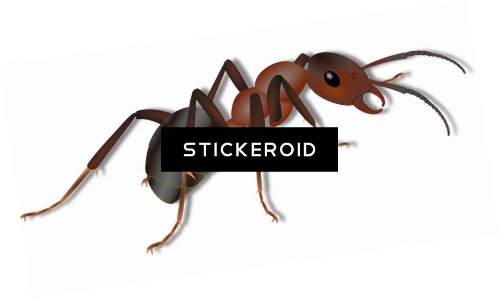 Ant Ants Clipart (1016x608), Png Download