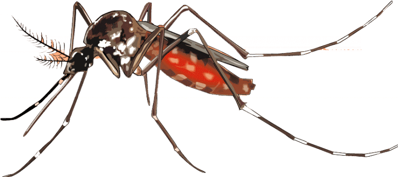 Mosquito Clipart Transparent Background - Png Download (800x445), Png Download
