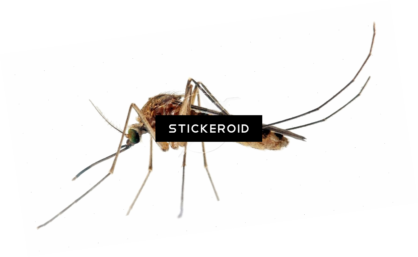 Mosquito Hd Insects Clipart (1409x868), Png Download