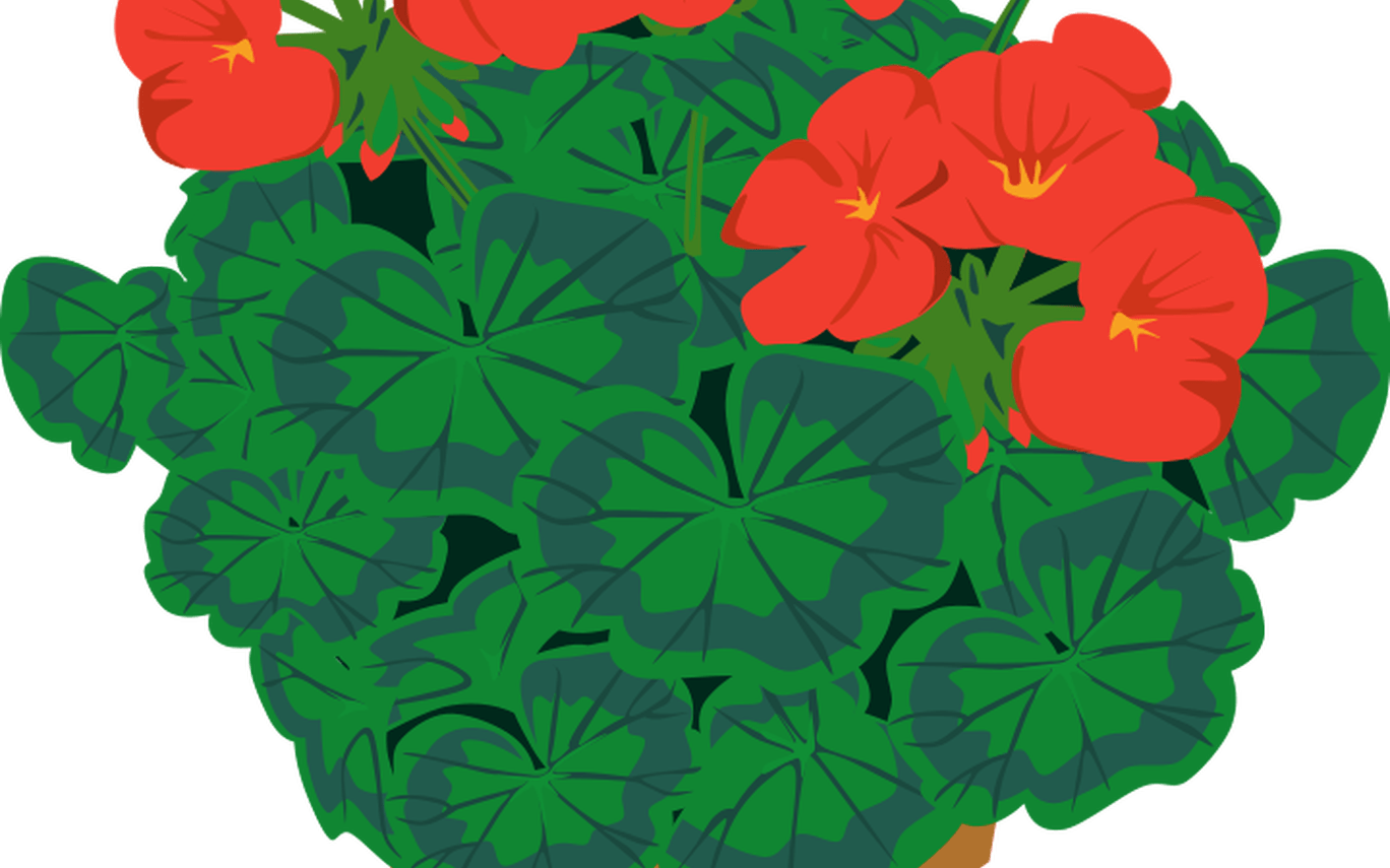 Free Pictures Of Flower Pot, Download Free Clip Art, - Png Download (1368x855), Png Download