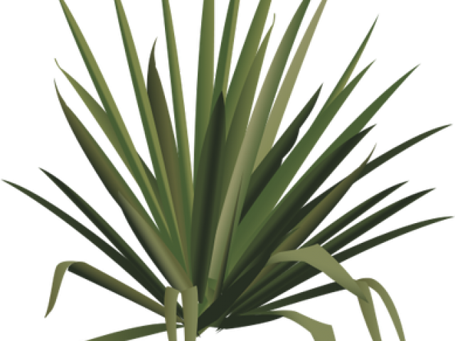 Shrub Clipart Desert - Png Download (640x480), Png Download