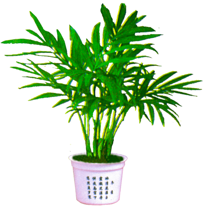 Free Download Palm Plant Png Image Transparent Background Clipart (900x900), Png Download