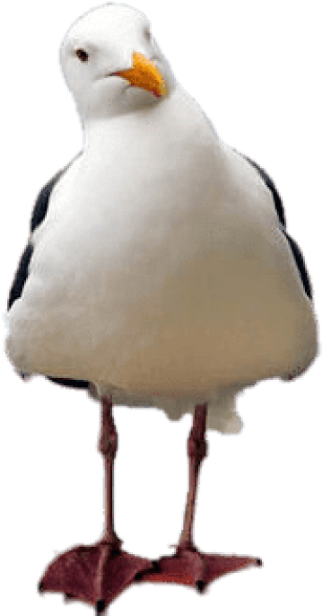 Free Png Download Seagull Tilted Head Png Images Background Clipart (480x716), Png Download