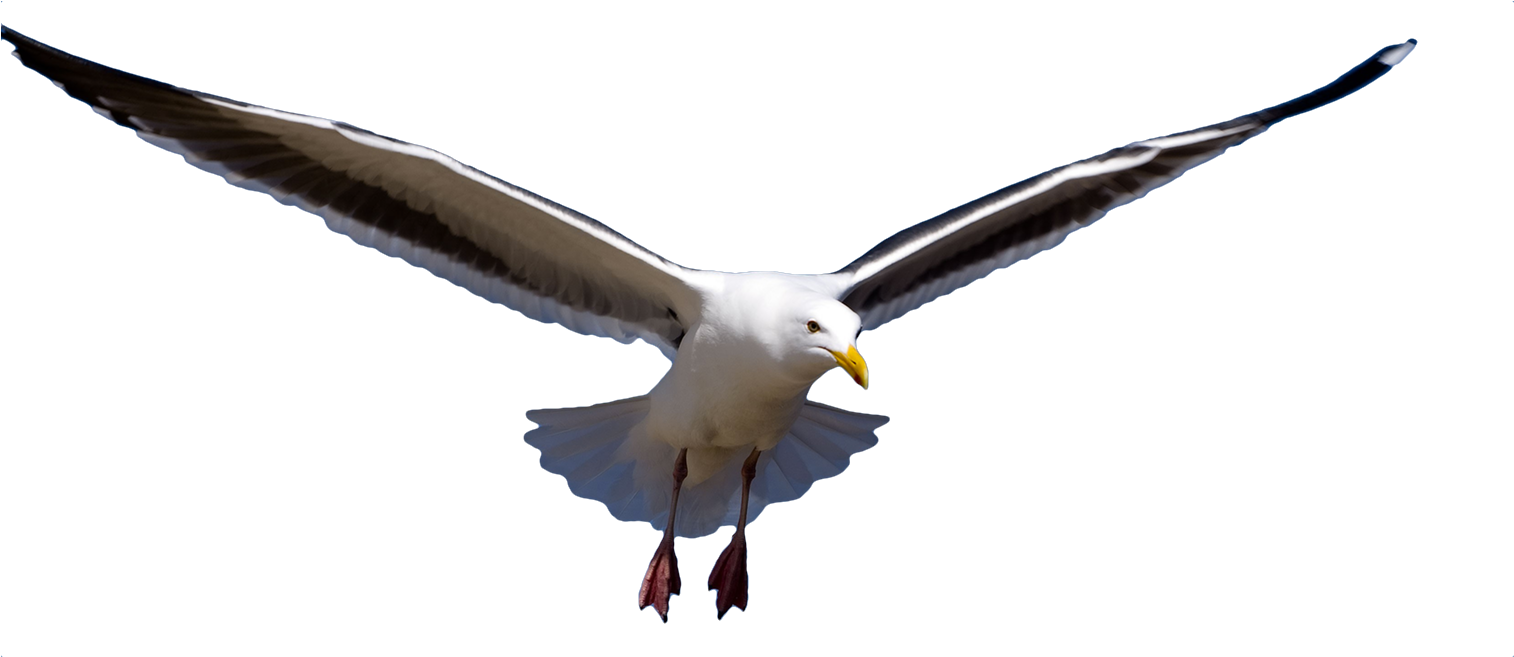 Png Image Information Clipart (2000x656), Png Download
