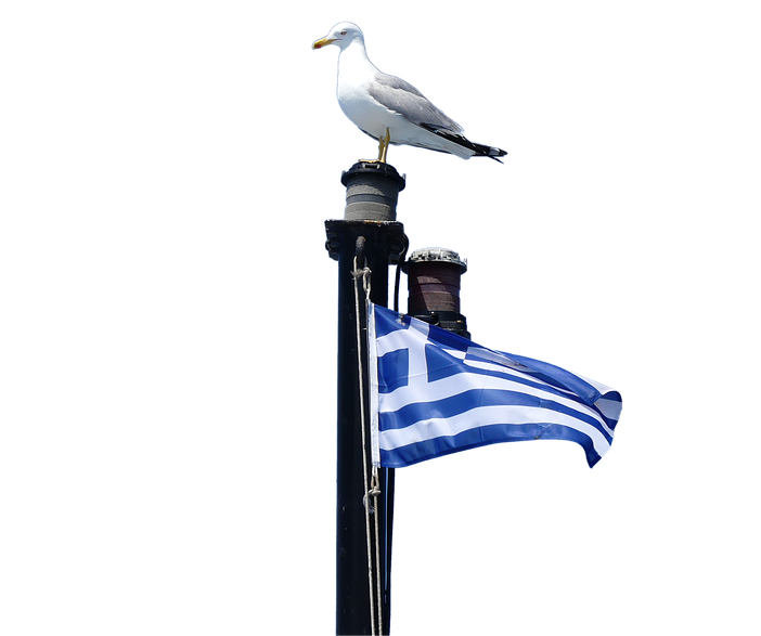 Isolated, Bird, Sky, Travel, Seagull, Greece, Halkidiki Clipart (960x720), Png Download