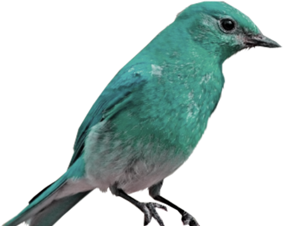 Bluebird Clipart Transparent Background - Png Download (640x480), Png Download