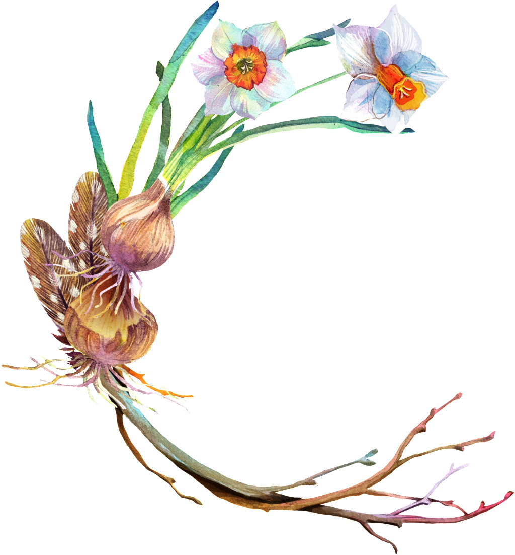 Fungus Mushroom Transparent Decorative Clipart (1024x1102), Png Download