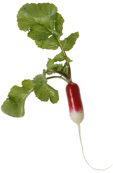 Radish Png Transparent Image Clipart (600x600), Png Download