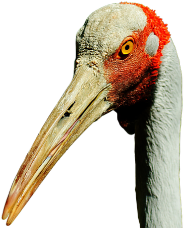 Sandhill Crane Clipart Transparent - Png Download (640x480), Png Download
