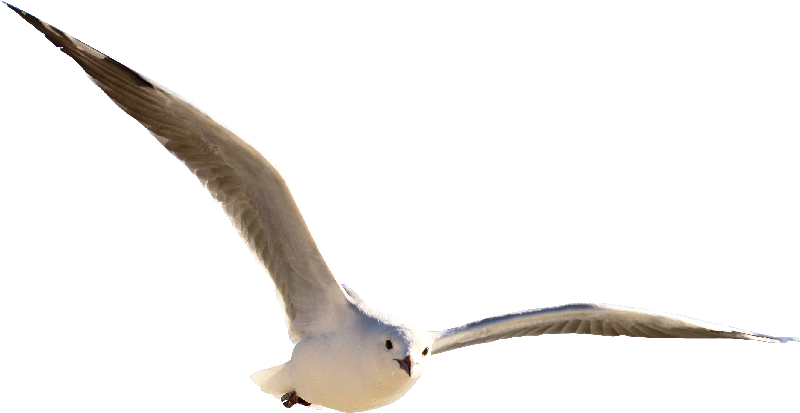 Gull Png Clipart (2756x1500), Png Download