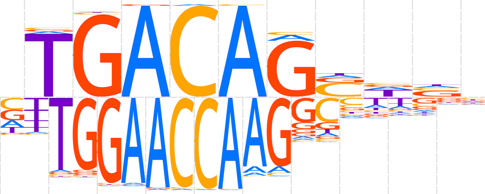 Tgif1 Mouse - H11di - 0 - A Motif - Homo Sapiens Comprehensive Clipart (1000x400), Png Download