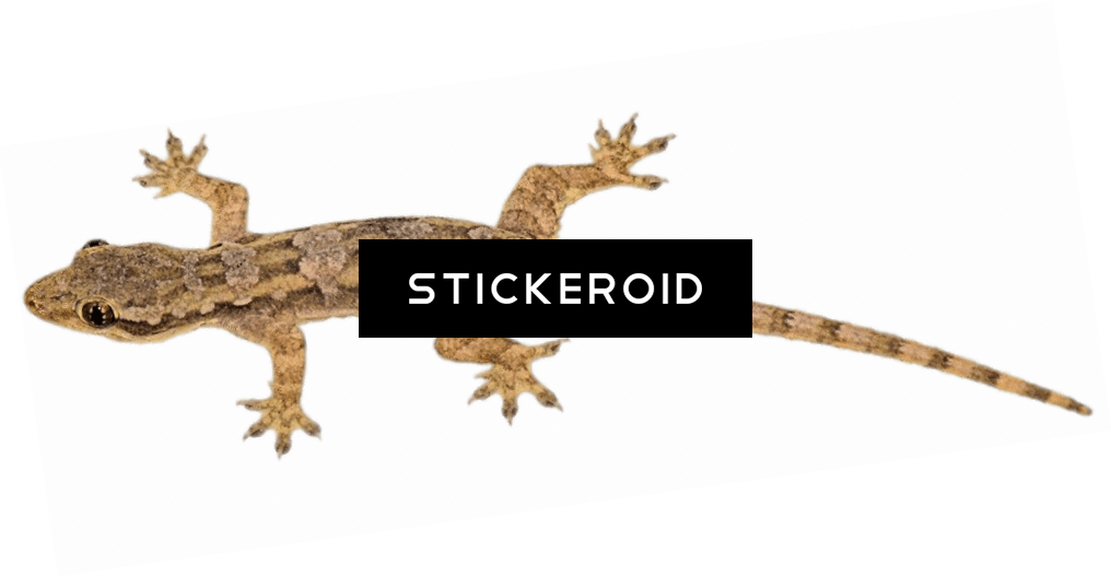 Brown Lizard Clipart (1016x528), Png Download