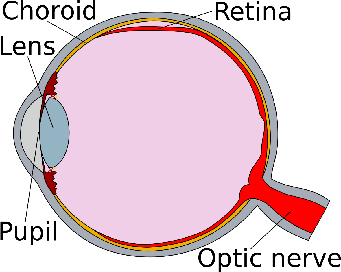 Human Eye Cross Section Detached Retina - Section Of The Human Eye Clipart (960x768), Png Download