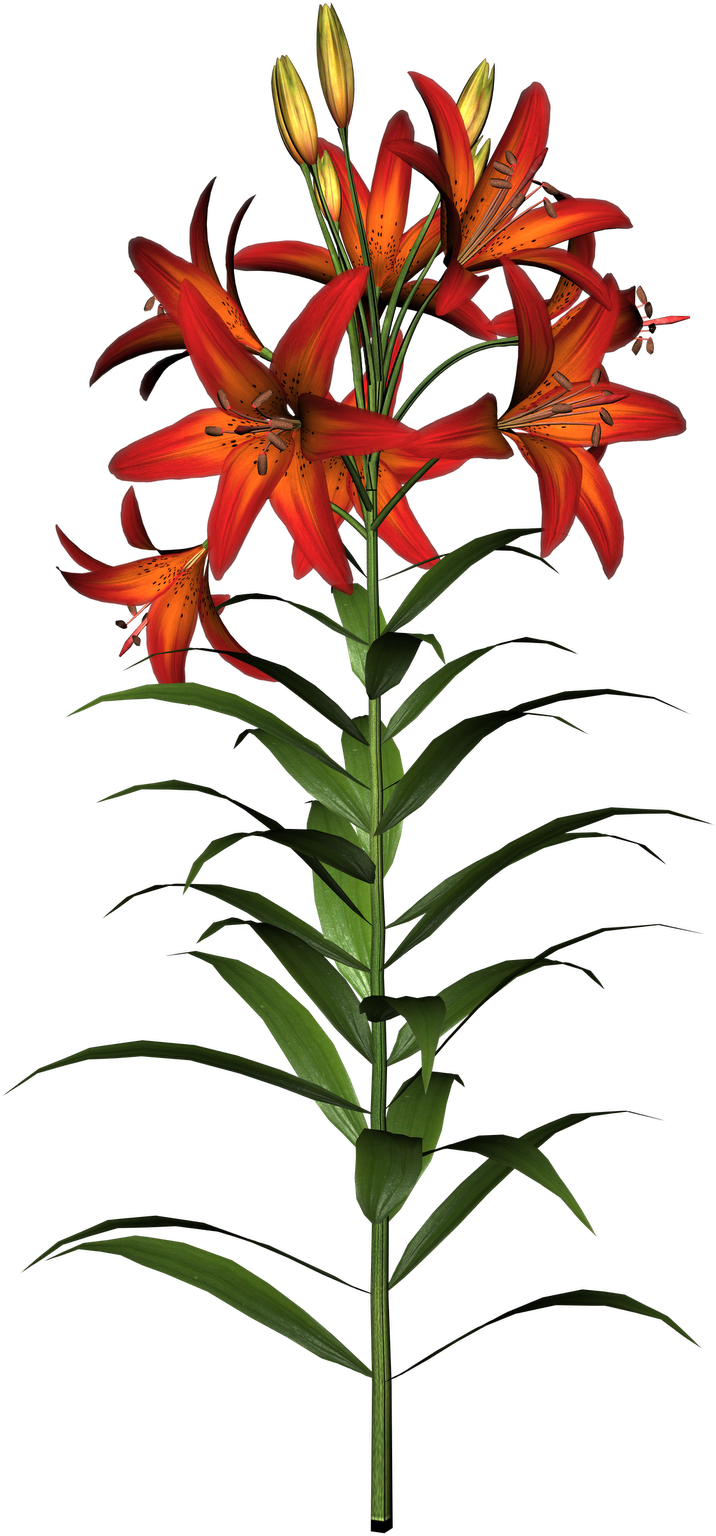 Lily Flowers Clipart At Getdrawings - Flower Clip Art - Png Download (1132x1600), Png Download