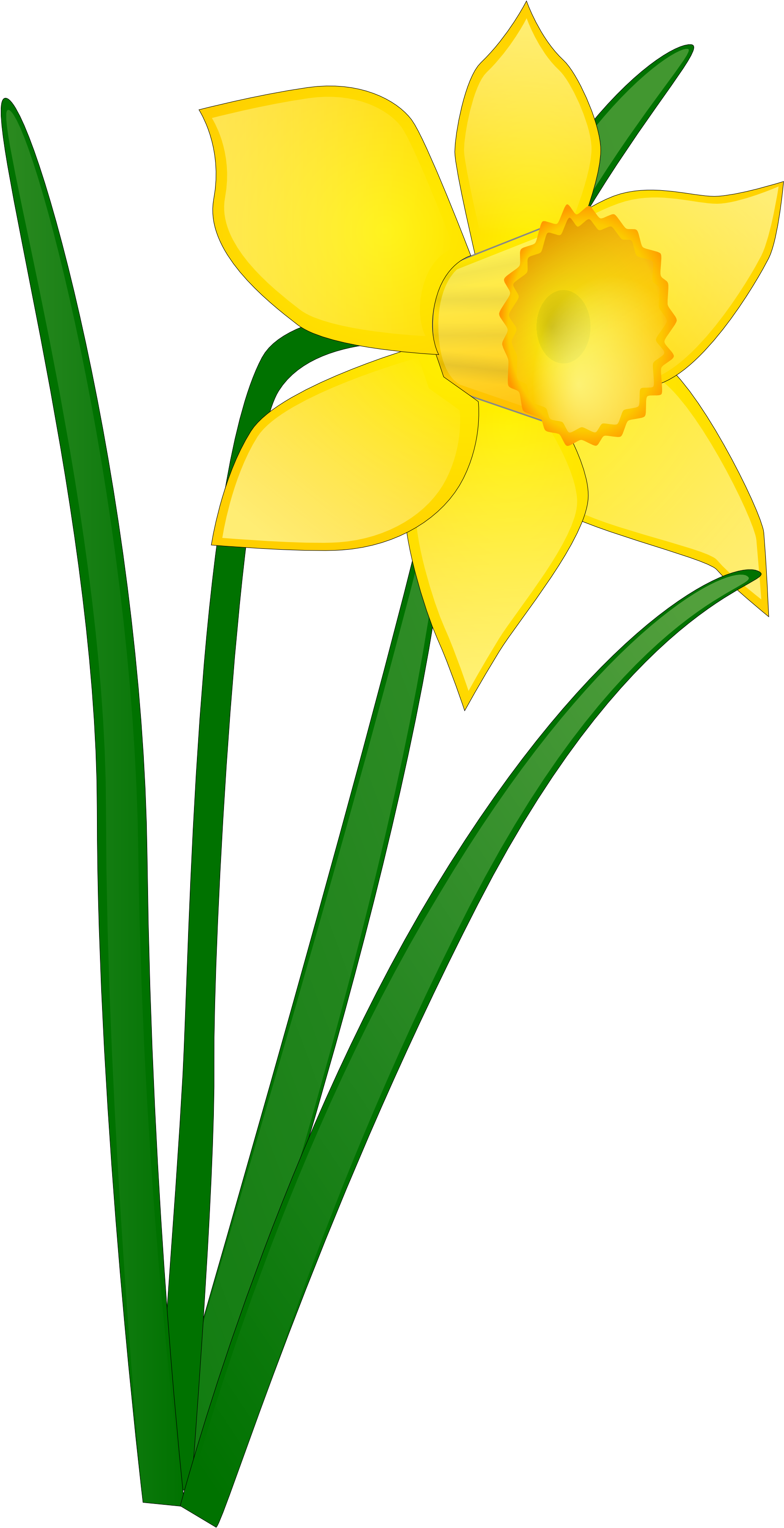Plantes - Daffodil Clipart - Png Download (600x1123), Png Download