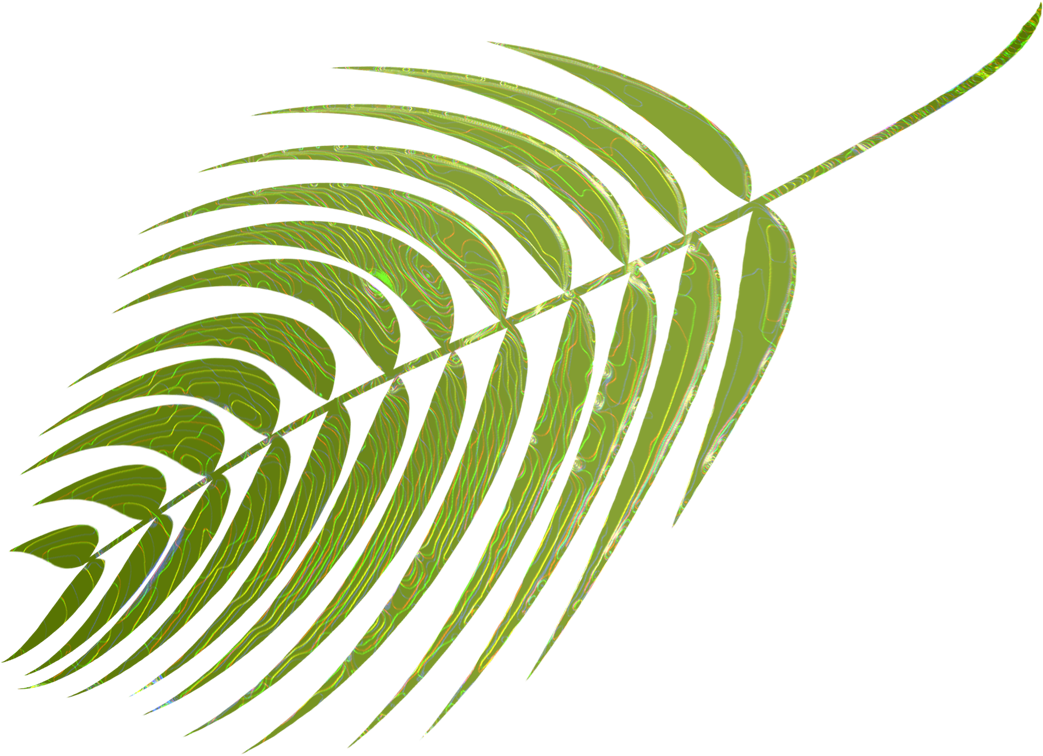 My Palm Vectors Are On Pixabaay - Illustration Clipart (1067x800), Png Download