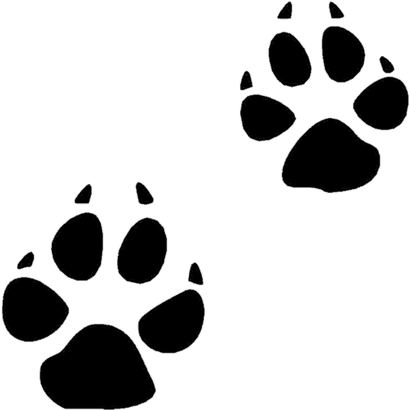 Bobcat Coyote Footprints Clipart Full Size Clipart (34735