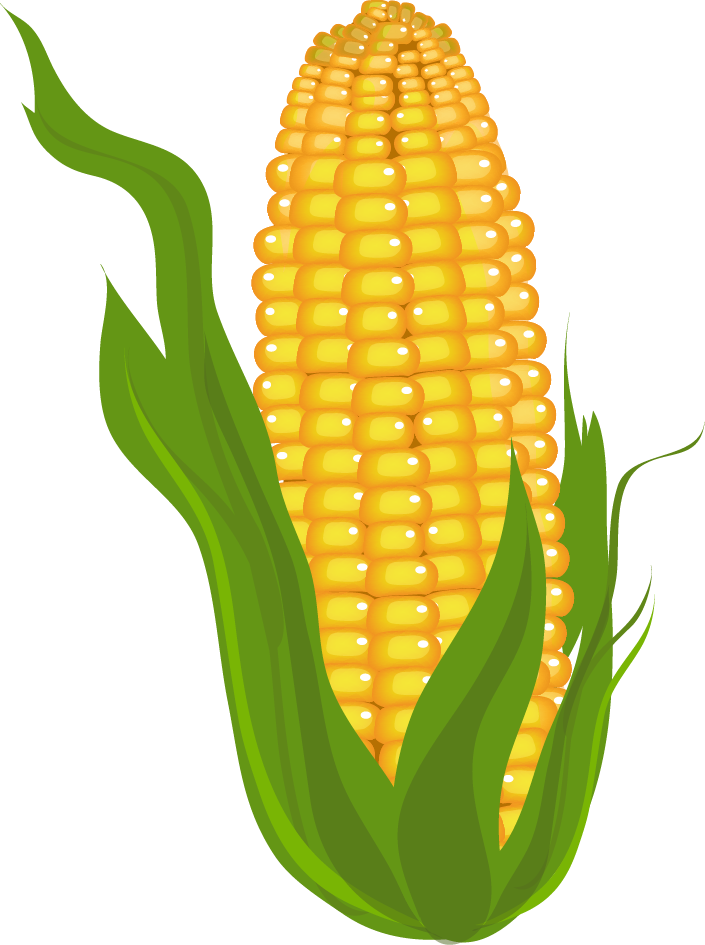 Clip Arts Related To - Corn Clipart Free - Png Download (705x945), Png Download