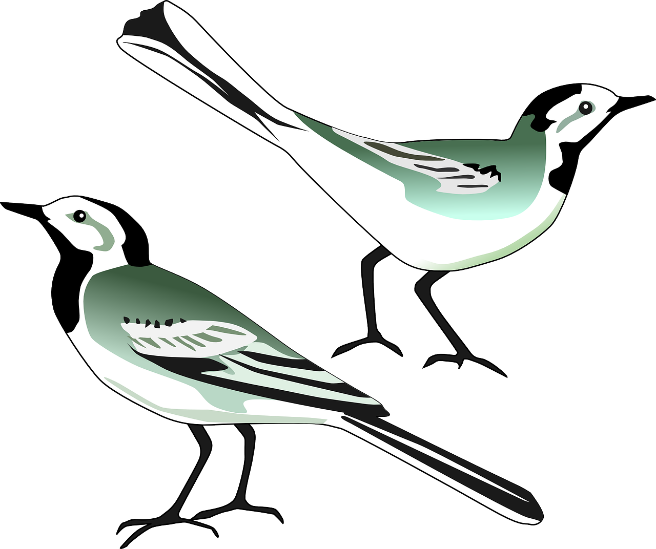 Free White Wagtail - Klip Art Burung Clipart (800x671), Png Download