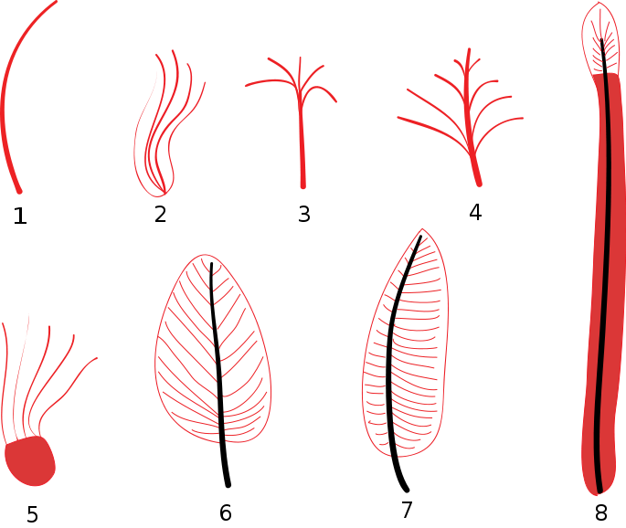 Feather Stages Diagram - Feather Stages Clipart (685x578), Png Download