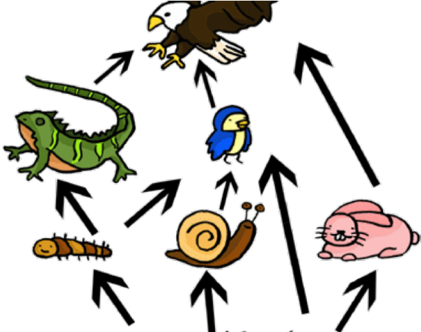 Cricket Clipart Secondary Consumer - Food Chain And Food Web - Png Download (640x480), Png Download