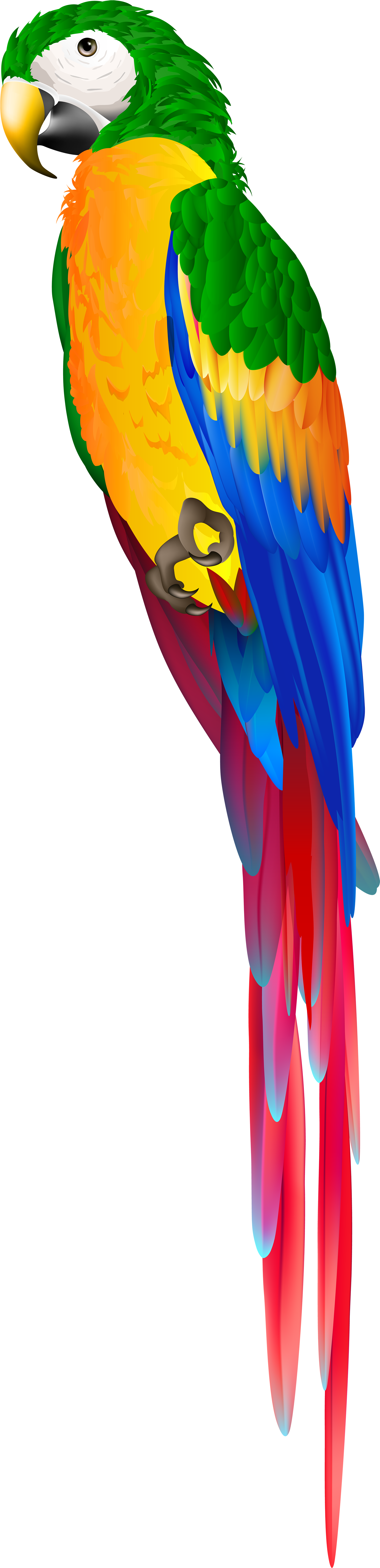 Red Parrot Png Clipart (2044x8000), Png Download