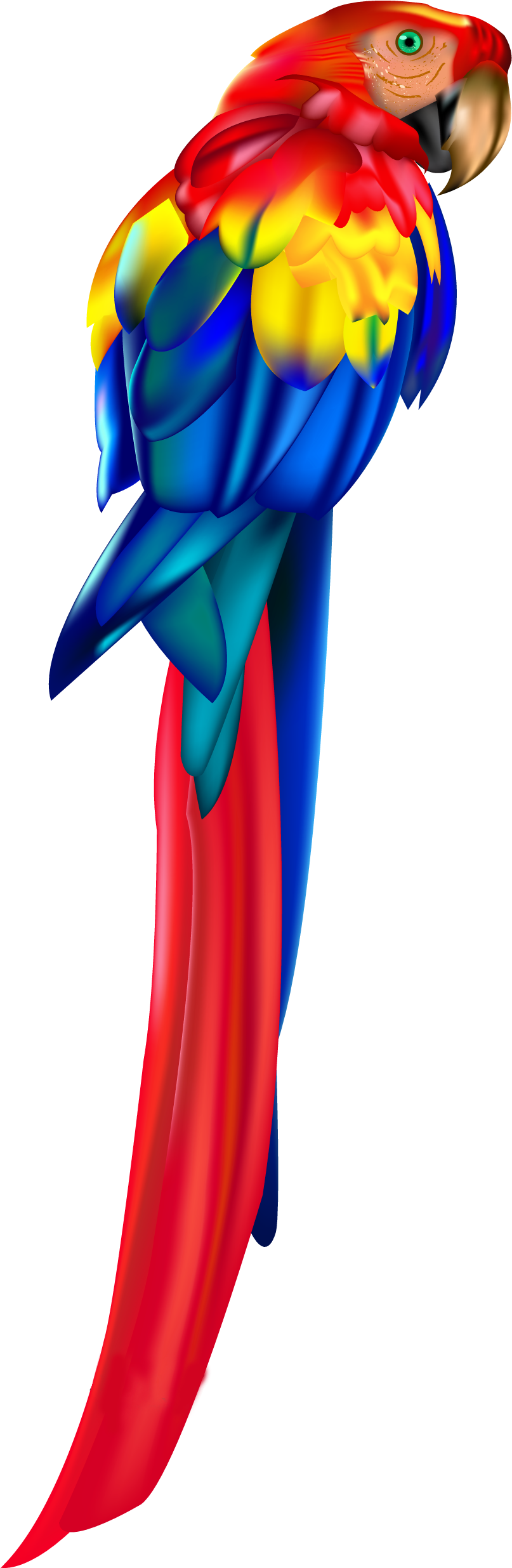 Red Parrot Png Clipart - Parrot Transparent Png (927x2546), Png Download