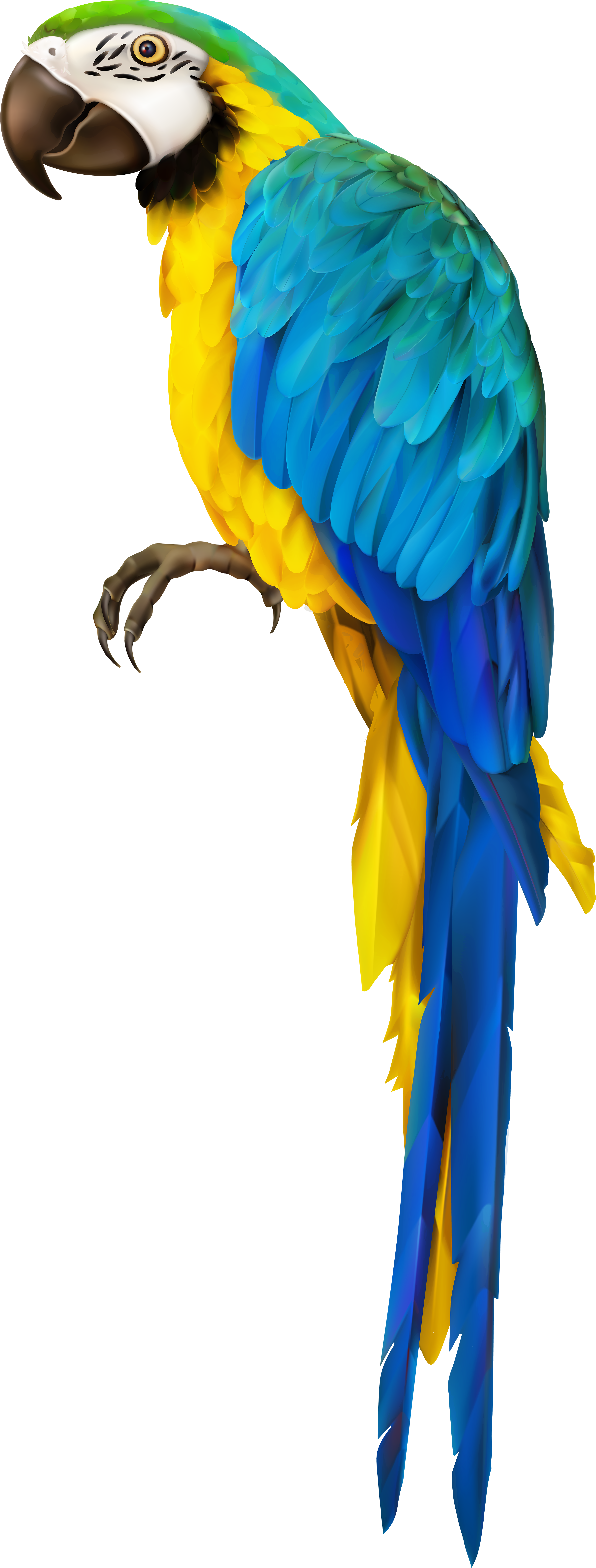 Ara Parrot Clipart (3353x8000), Png Download