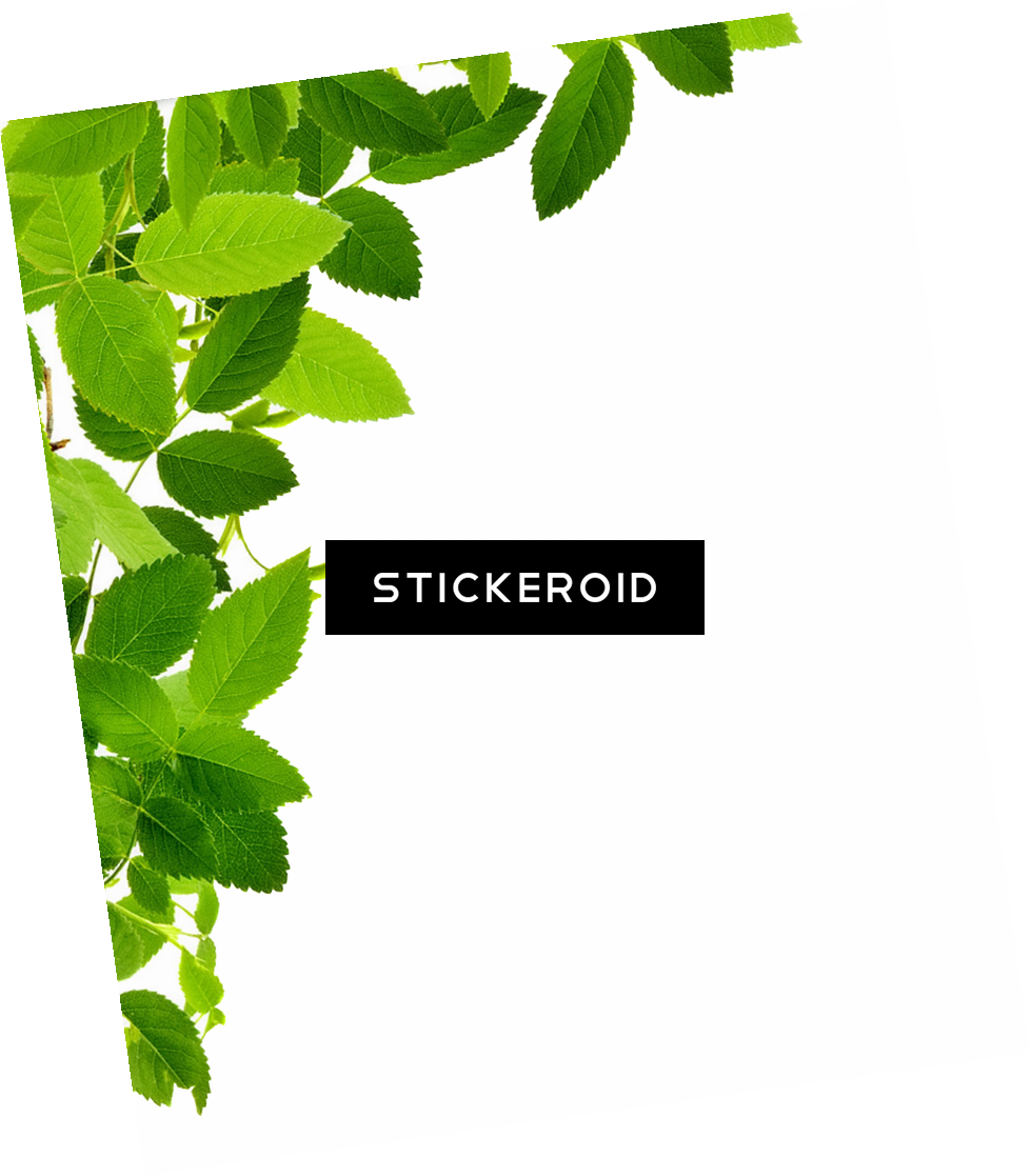 Leaf Frame Border Frames Clipart (979x1117), Png Download