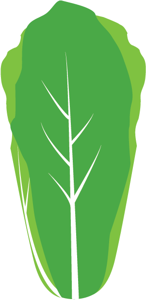 Romaine Lettuce Clipart (800x800), Png Download