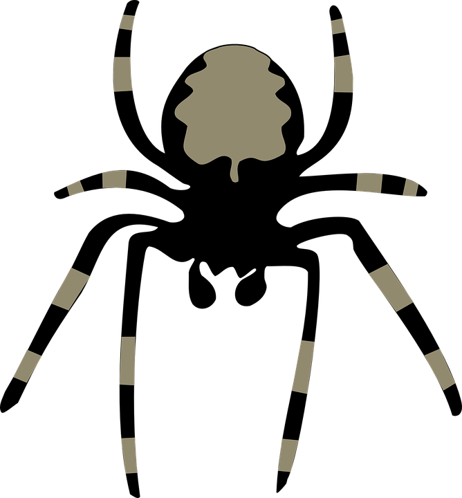 Spider Insect Arachnoid Clipart (668x720), Png Download