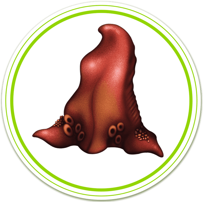 Frenchie Tongue The Innards Clipart (670x665), Png Download