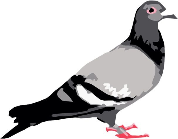 Staple Pigeon Clipart (1000x600), Png Download