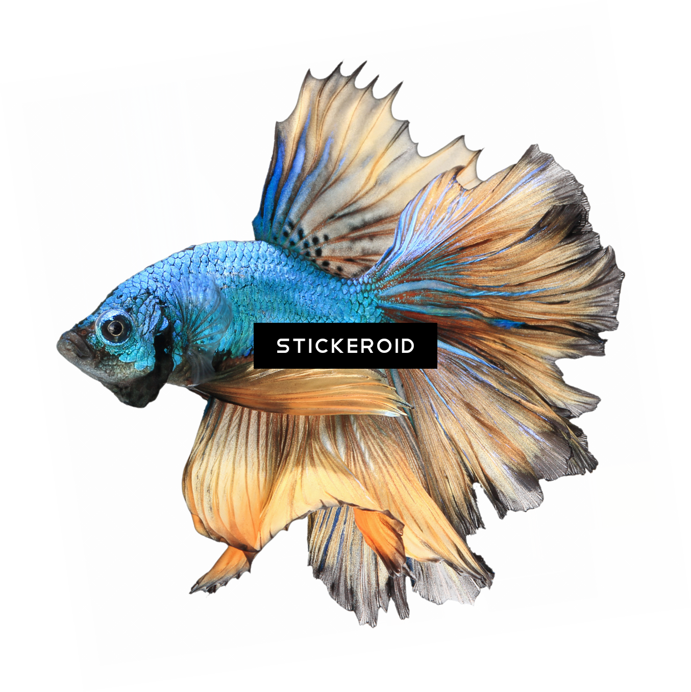 Betta Animals Fish Clipart (1354x1355), Png Download