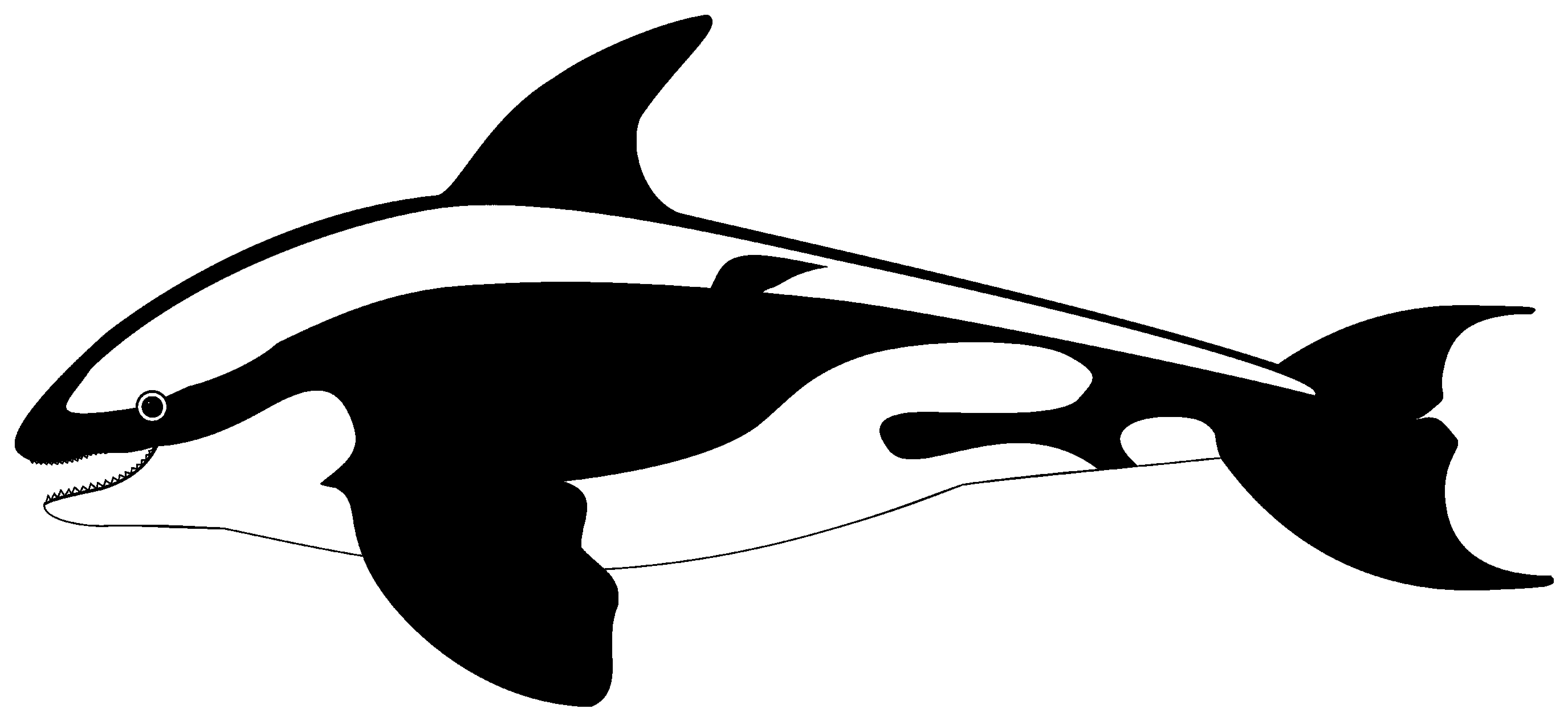 Whale - Clipart (2790x1291), Png Download
