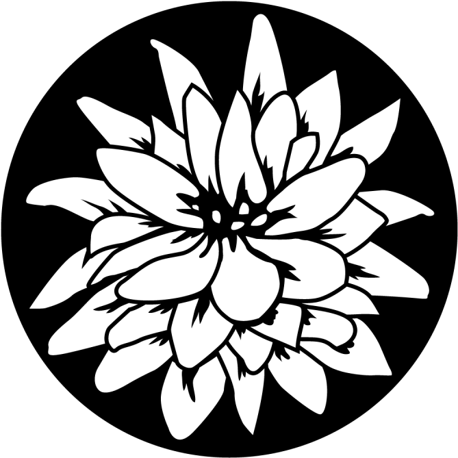 Flowering Lily Clipart (800x800), Png Download