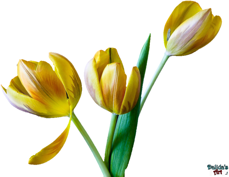Tulip Flower Png Clip Art Free Transparent Png (754x582), Png Download