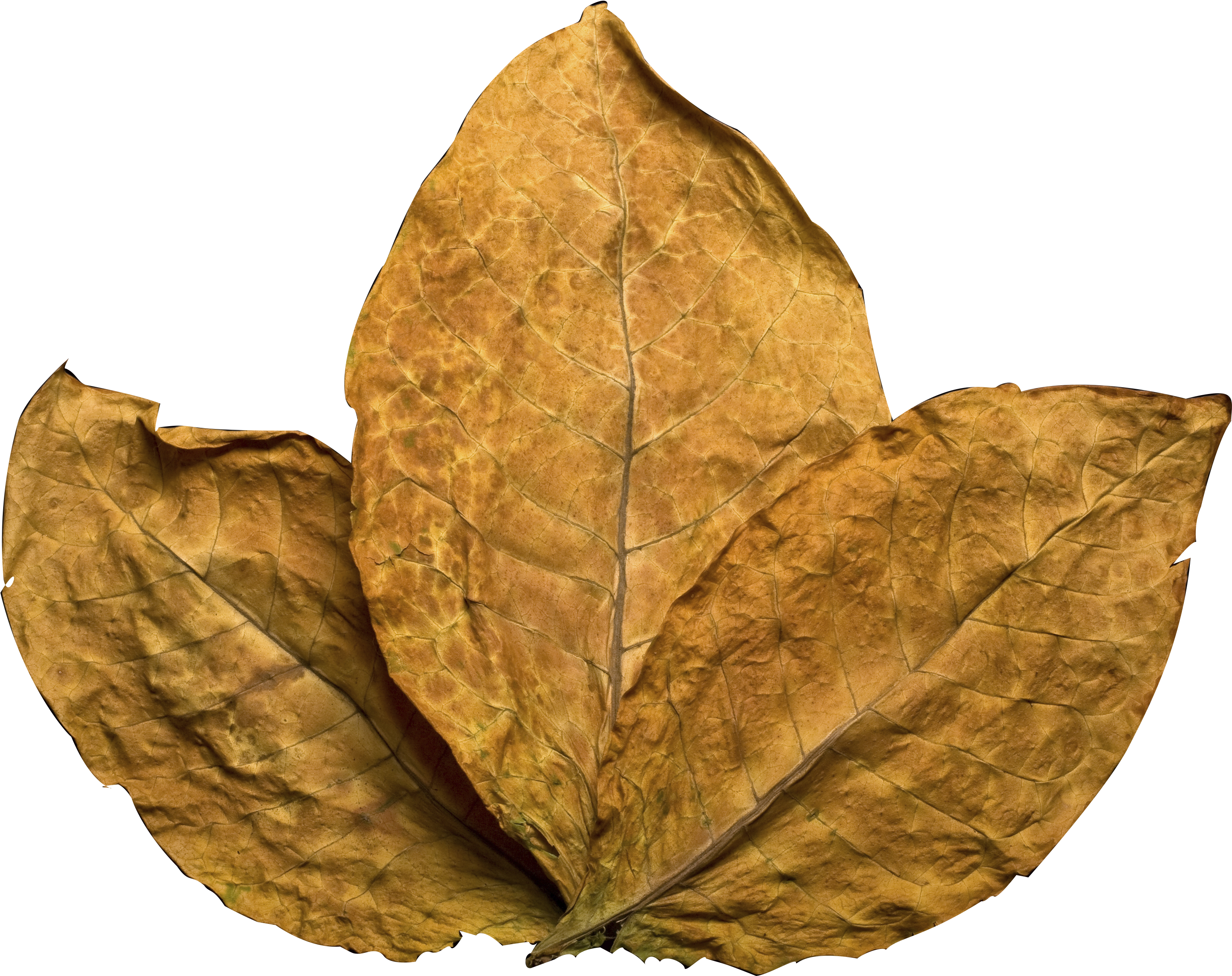 Tobacco Leaf Clipart (3256x3280), Png Download