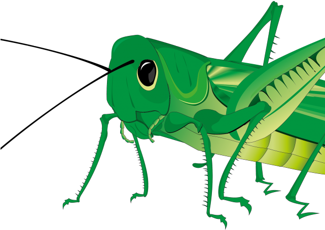 Locust Clipart Katydid - Png Download - Full Size Clipart (#3039072