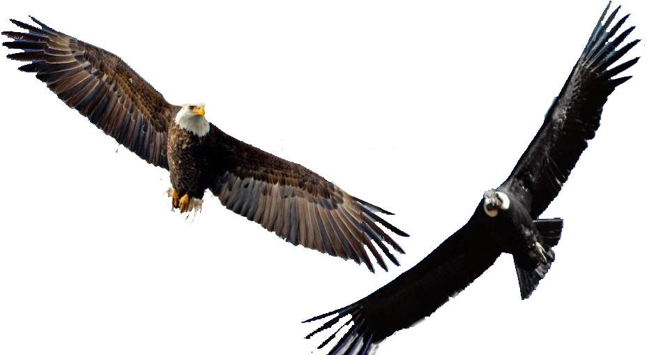 Eagle Festival Ayahuasca Dreams Transparent Background Clipart (962x508), Png Download