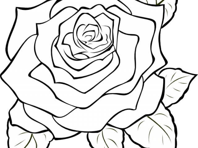 Rose Bush Clipart Three - Png Download (640x480), Png Download