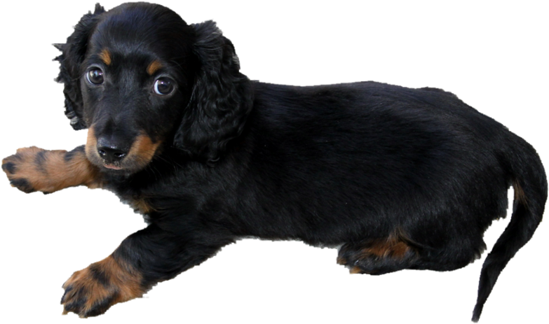 Dachshund Dog Png Transparent Clipart (900x591), Png Download