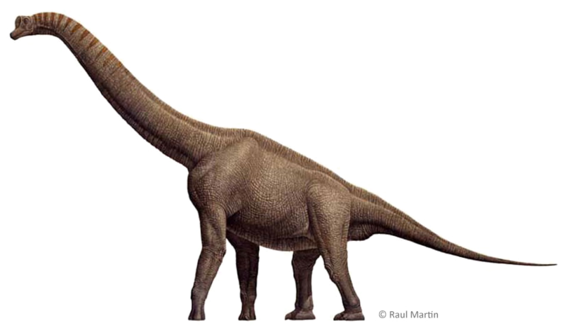 Brachiosaurus Download Free Transparent Image Hd Clipart (800x496), Png Download
