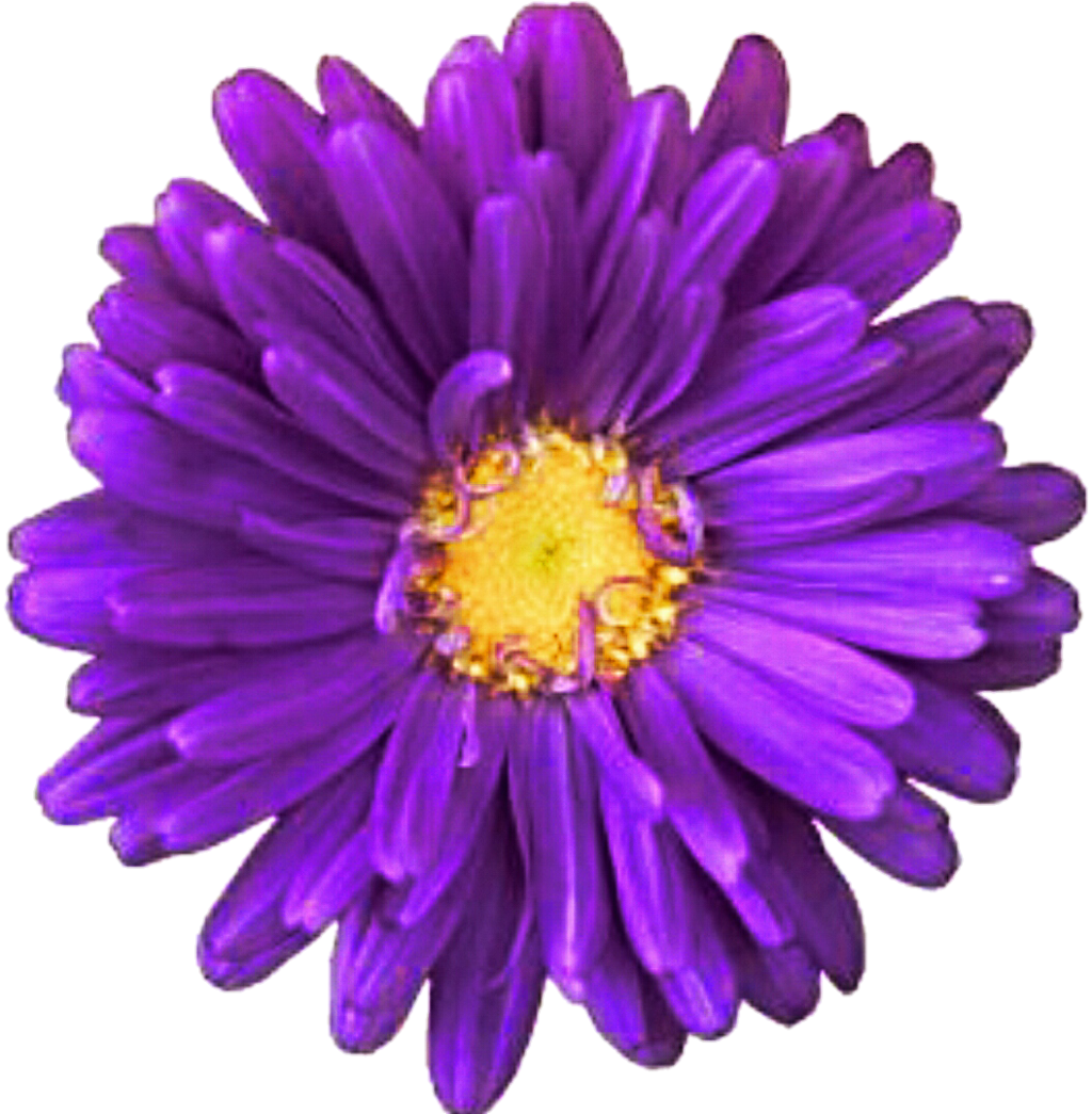 Daisy Purple Download Transparent Png Image Clipart (1024x1045), Png Download