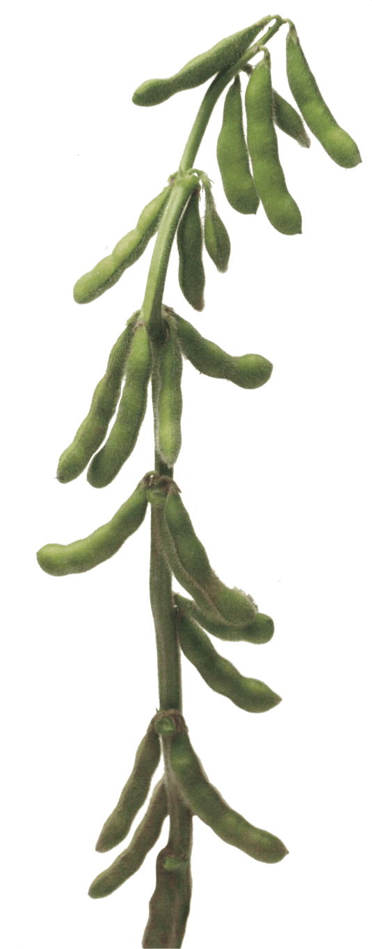 Soybean Stalk Clipart (535x1363), Png Download