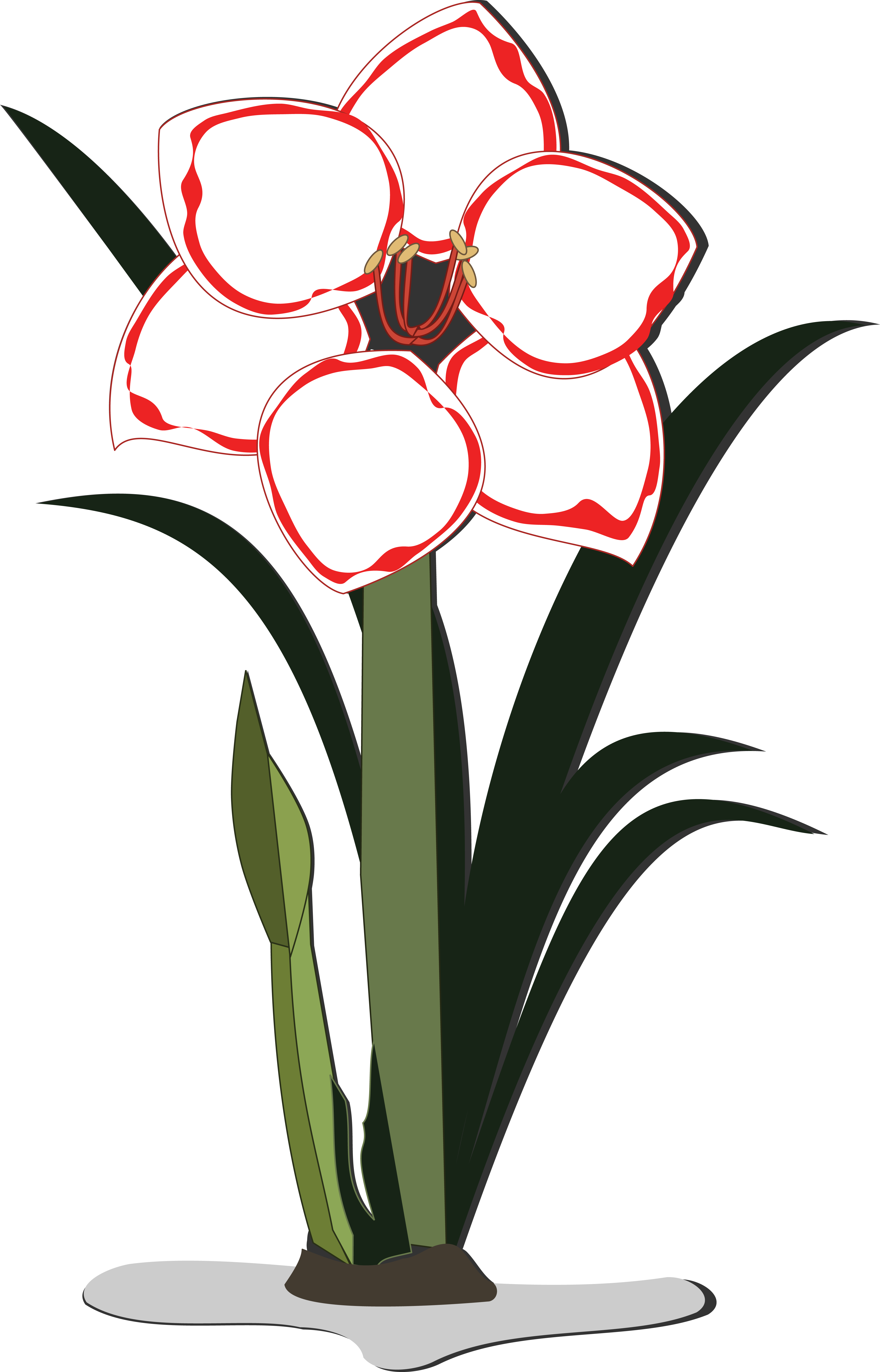 Amaryllis Flower Cliparts - Png Download (4000x6233), Png Download